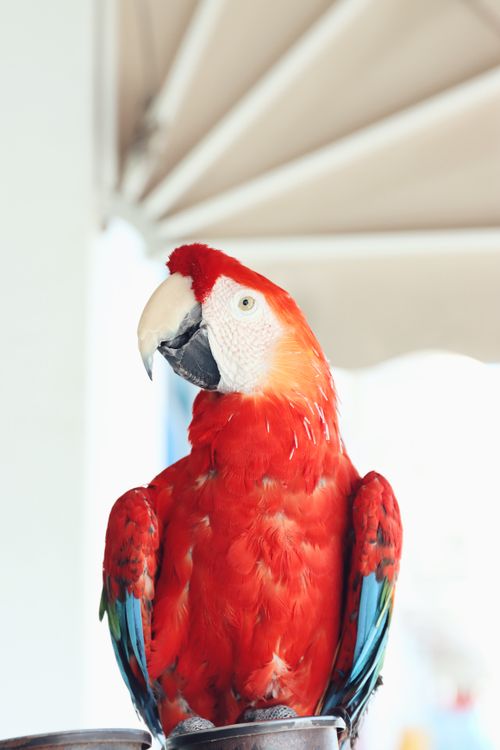 Free A striking red macaw perched gracefully in Naxos, Greece, capturing tropical elegance. Stock Photo