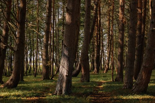 Free Sunlit pine forest with a tranquil pathway amidst tall, dense trees creating a peaceful nature setting. Stock Photo