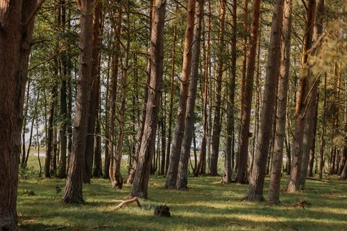 Free Tranquil view of a sunlit pine forest, perfect for nature lovers. Stock Photo