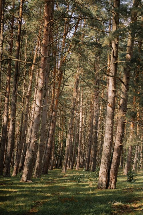 Free Tranquil forest scene with sunlight filtering through tall trees. Stock Photo
