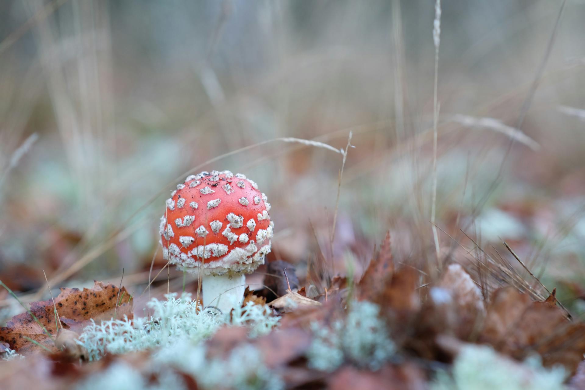 Close-up of Fly Agaric Mushroom in Autumn Forest