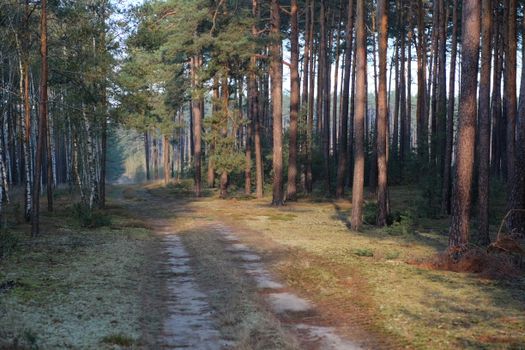 Serene forest path surrounded by tall trees, perfect for nature enthusiasts.