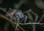 一张详细的宏观照片捕捉到了栖息在树枝上的跳跃蜘蛛，展现了它复杂的纹理和鲜艳的色彩