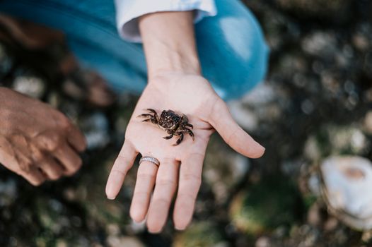 A small crab rests on a person's hand by the seashore, highlighting natural curiosity.