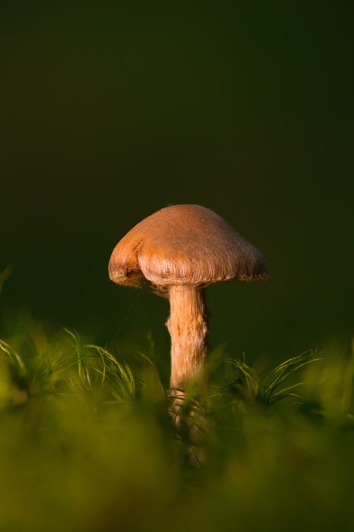 Free Detailed close-up of a single brown mushroom surrounded by lush greenery. Stock Photo