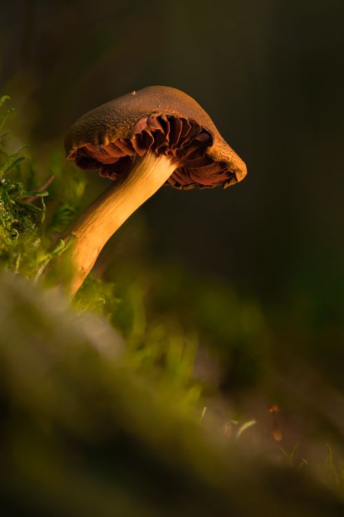 Free Detailed view of a wild mushroom in its natural forest habitat, showcasing texture and color. Stock Photo