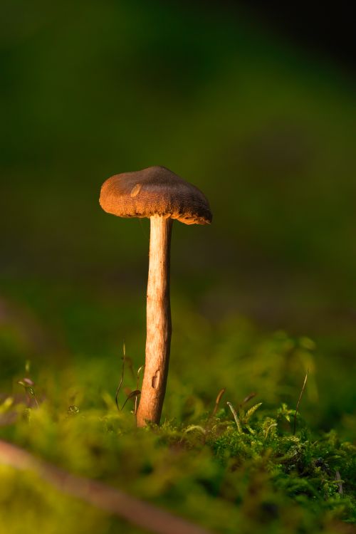 Free Single mushroom captured in a lush forest environment, showcasing natural beauty. Stock Photo