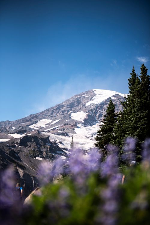 Free Beautiful view of Mount Rainier with blooming lupines in the foreground on a sunny day. Stock Photo