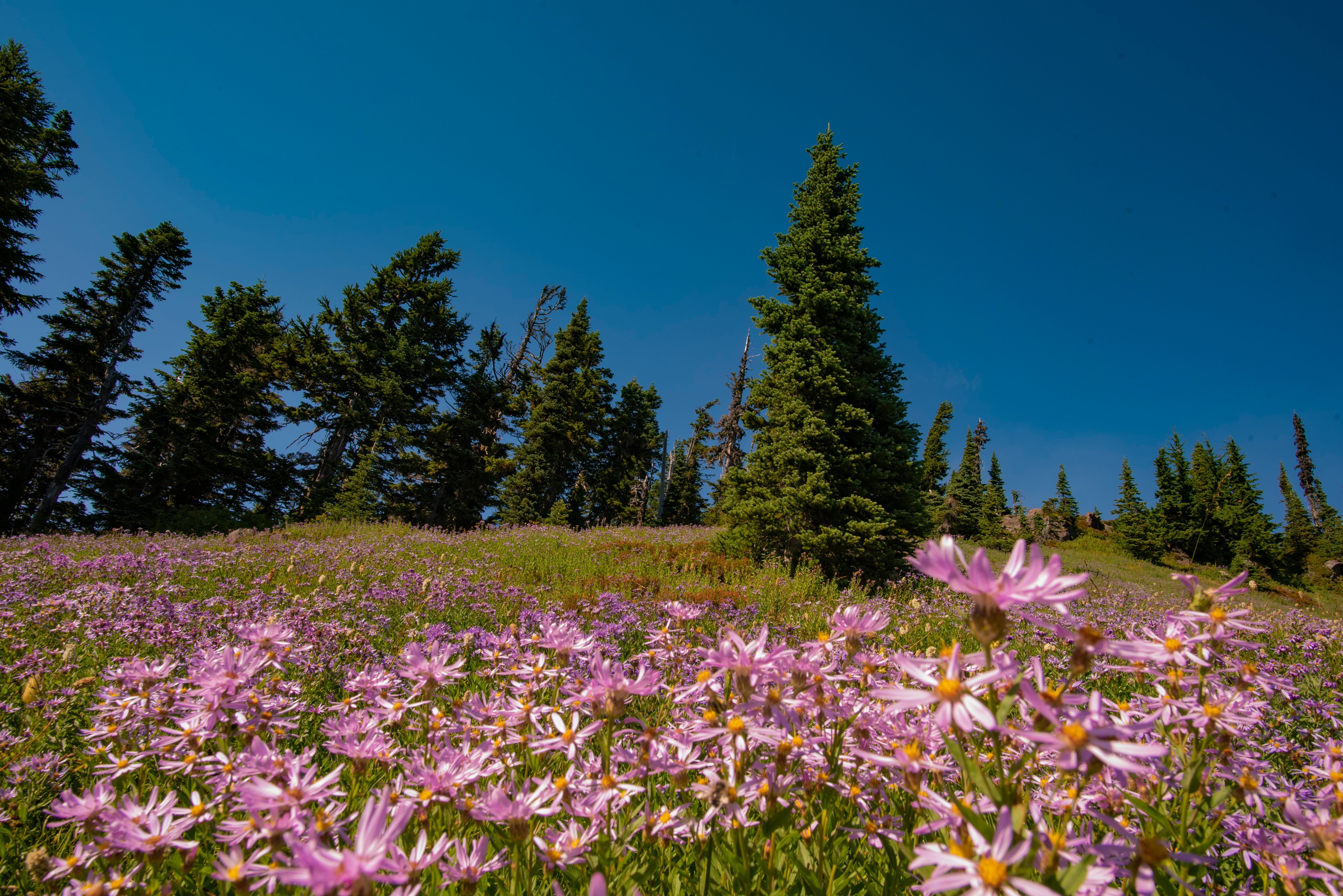 Serene Wildflower Meadow Under Clear Blue Sky · Free Stock Photo