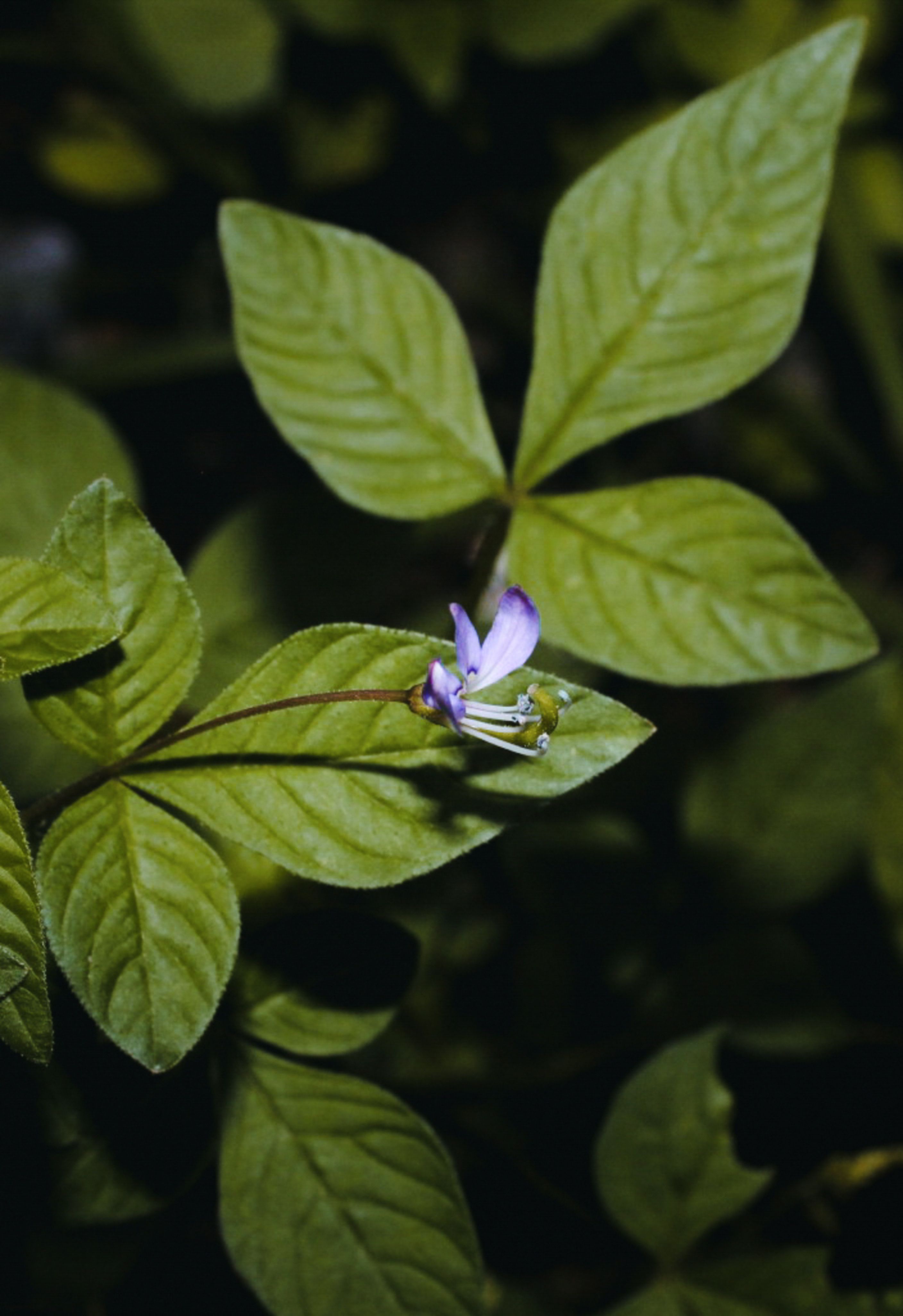Close-up of a Delicate Purple Flower in Bengaluru Garden · Free Stock Photo