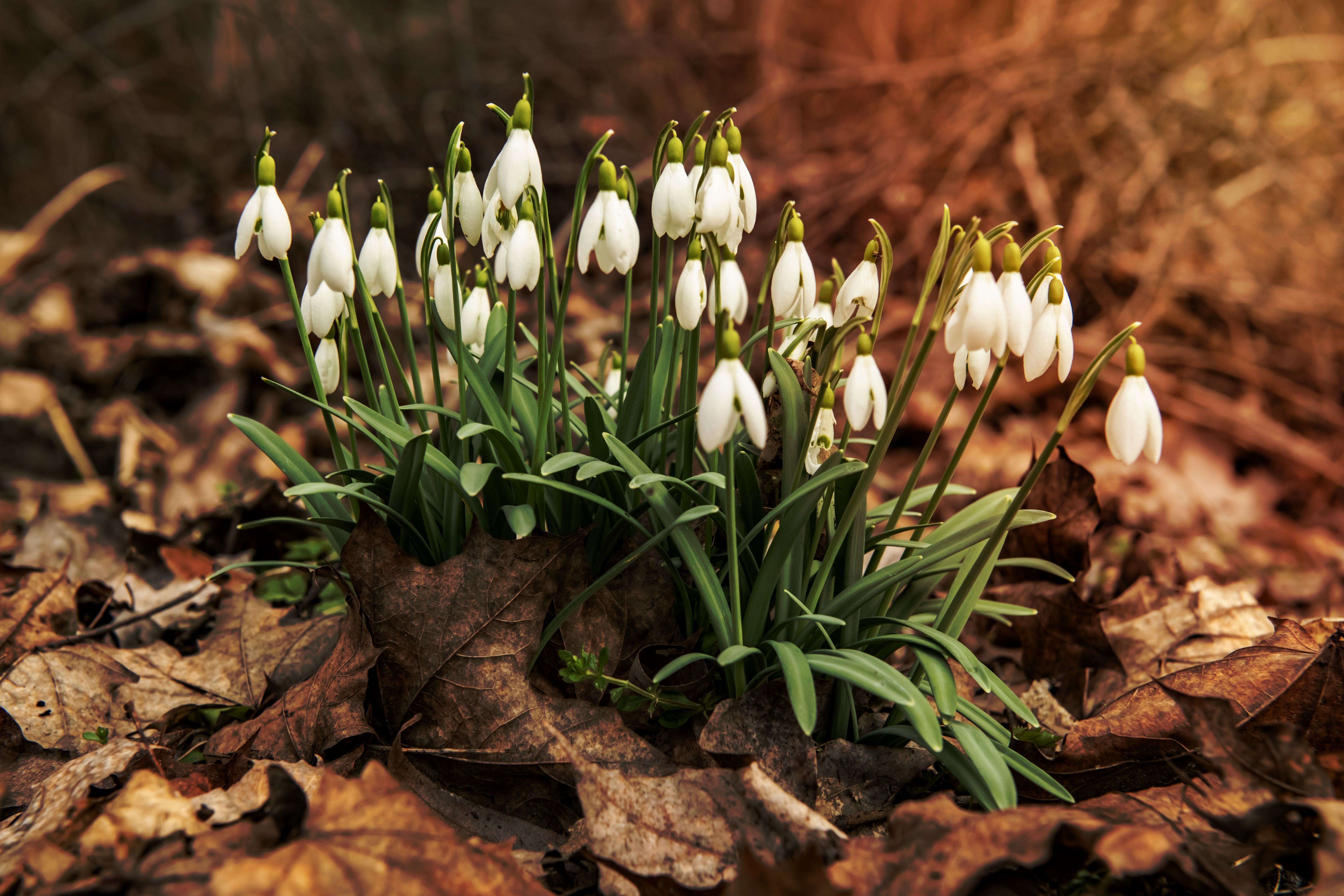 A cluster of snowdrops emerging through fallen brown leaves, signaling early spring.