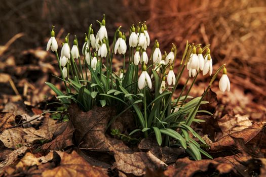 A cluster of snowdrops emerging through fallen brown leaves, signaling early spring.