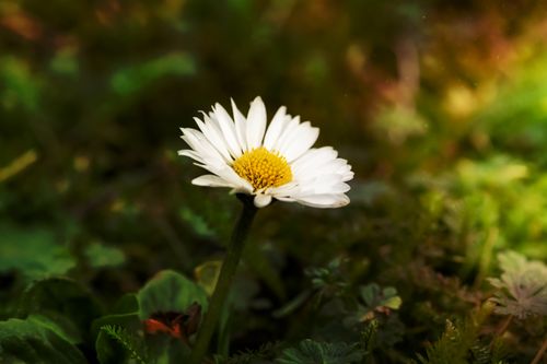 Free A vibrant daisy blooms amidst lush greenery, capturing nature's beauty. Stock Photo