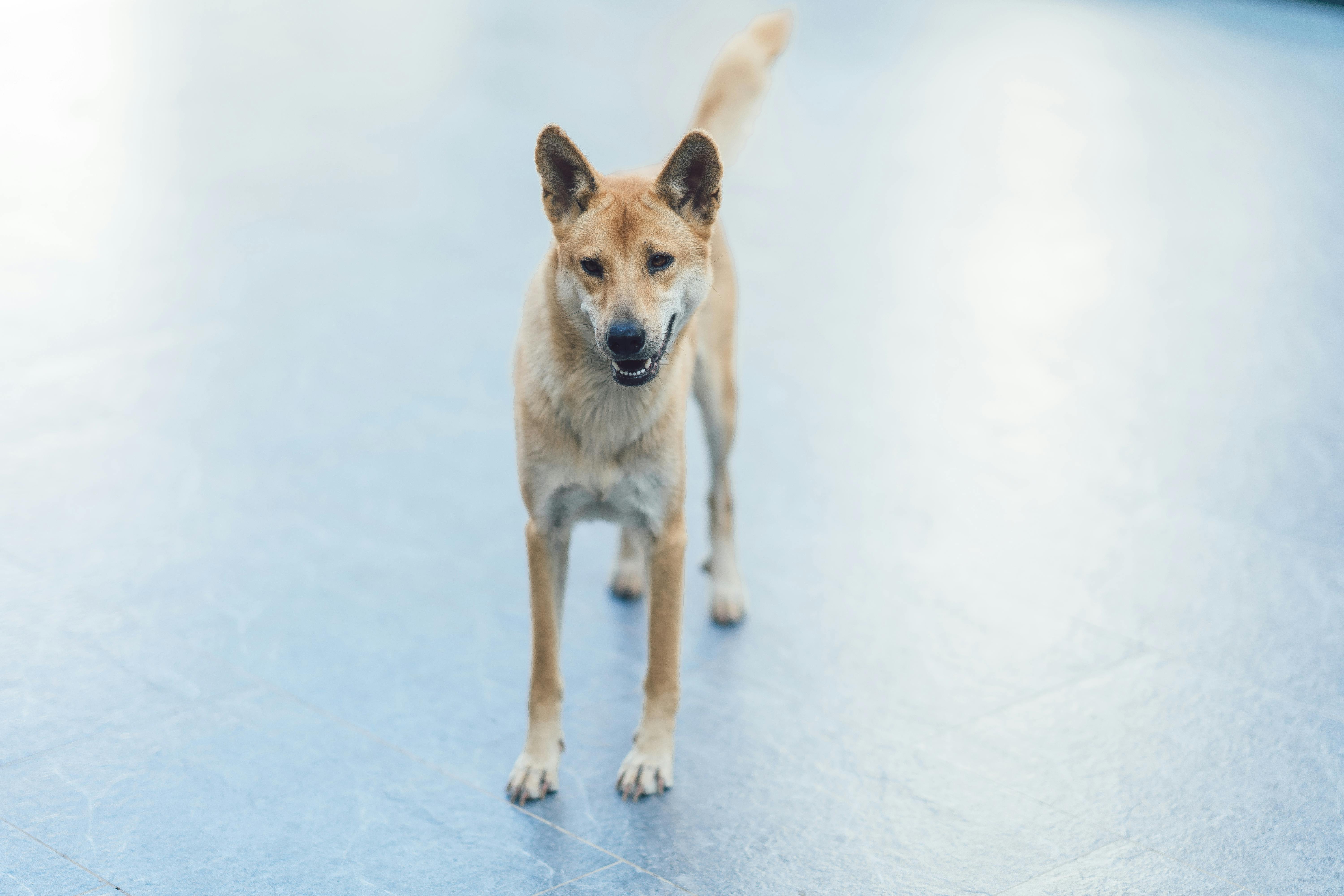 Street Dog on Blue Concrete Surface