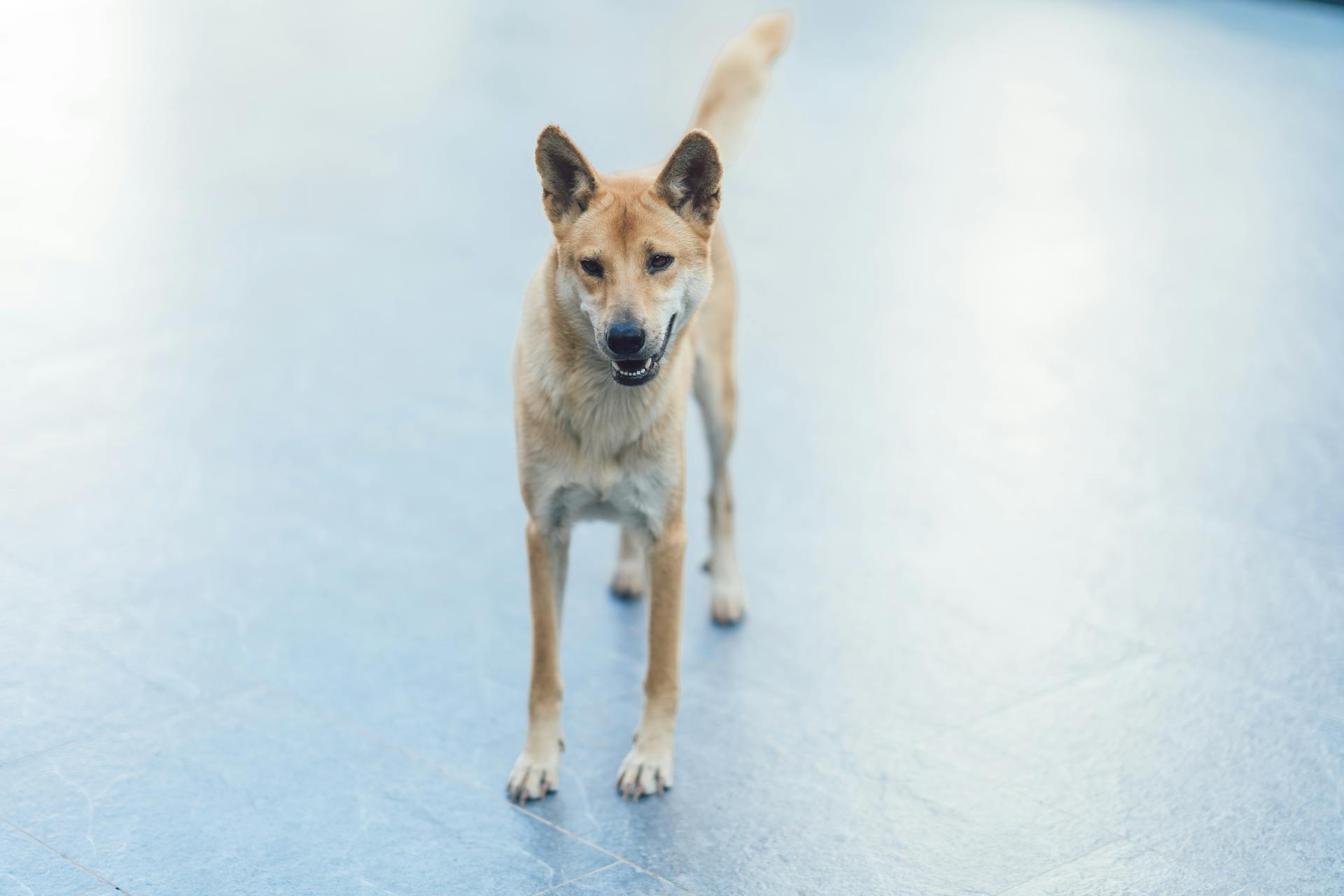 Street Dog on Blue Concrete Surface