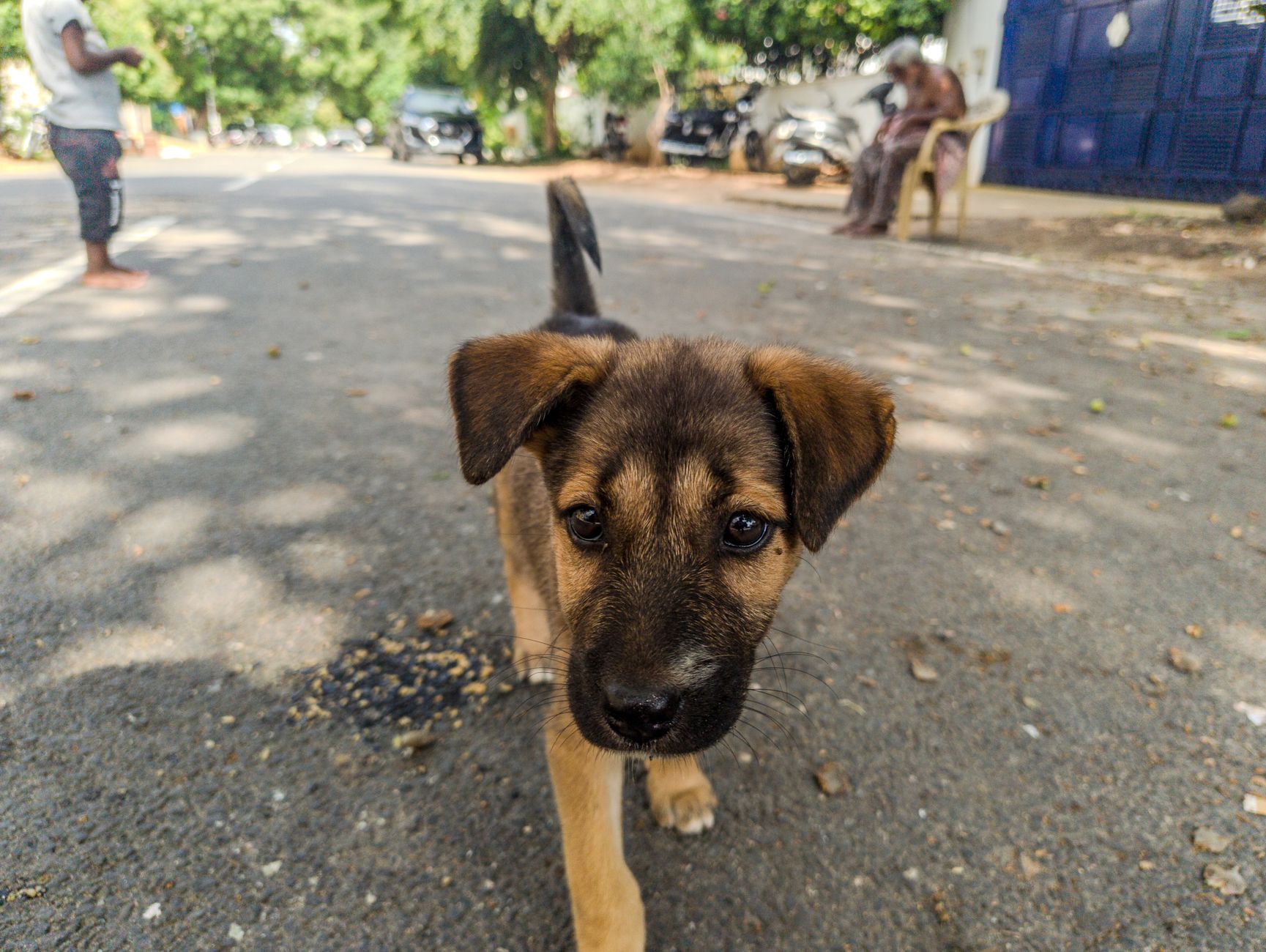 A dog undergoing diagnostic blood testing at a veterinary clinic