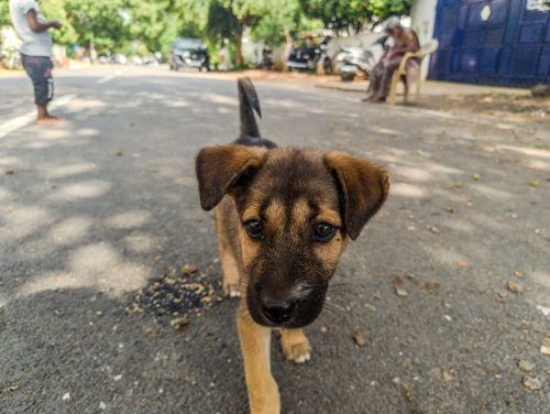Free Adorable puppy walking on a sunny street in Tamil Nadu, India, with blurred background. Stock Photo