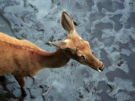 A serene deer looks forward at the muddy waters edge in Hồ Chí Minh, Vietnam.