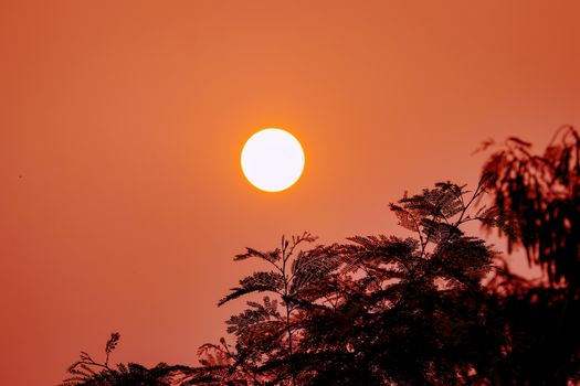 A mesmerizing sunset over foliage in Chhatarpur, India, capturing nature's beauty.