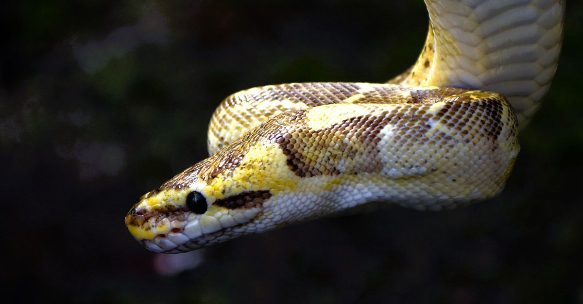 Close-Up of a Python Snake in Natural Habitat · Free Stock Photo