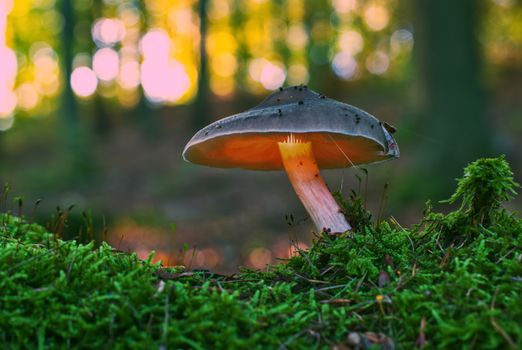 Close-up of a glowing mushroom surrounded by moss in an autumn forest.