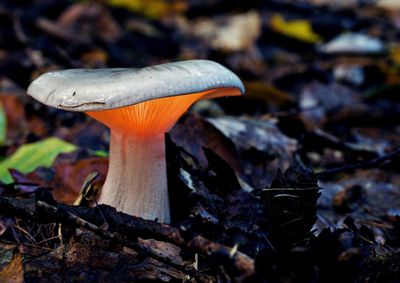 Ancient Fungal Networks Communicate Via Electrical Signals