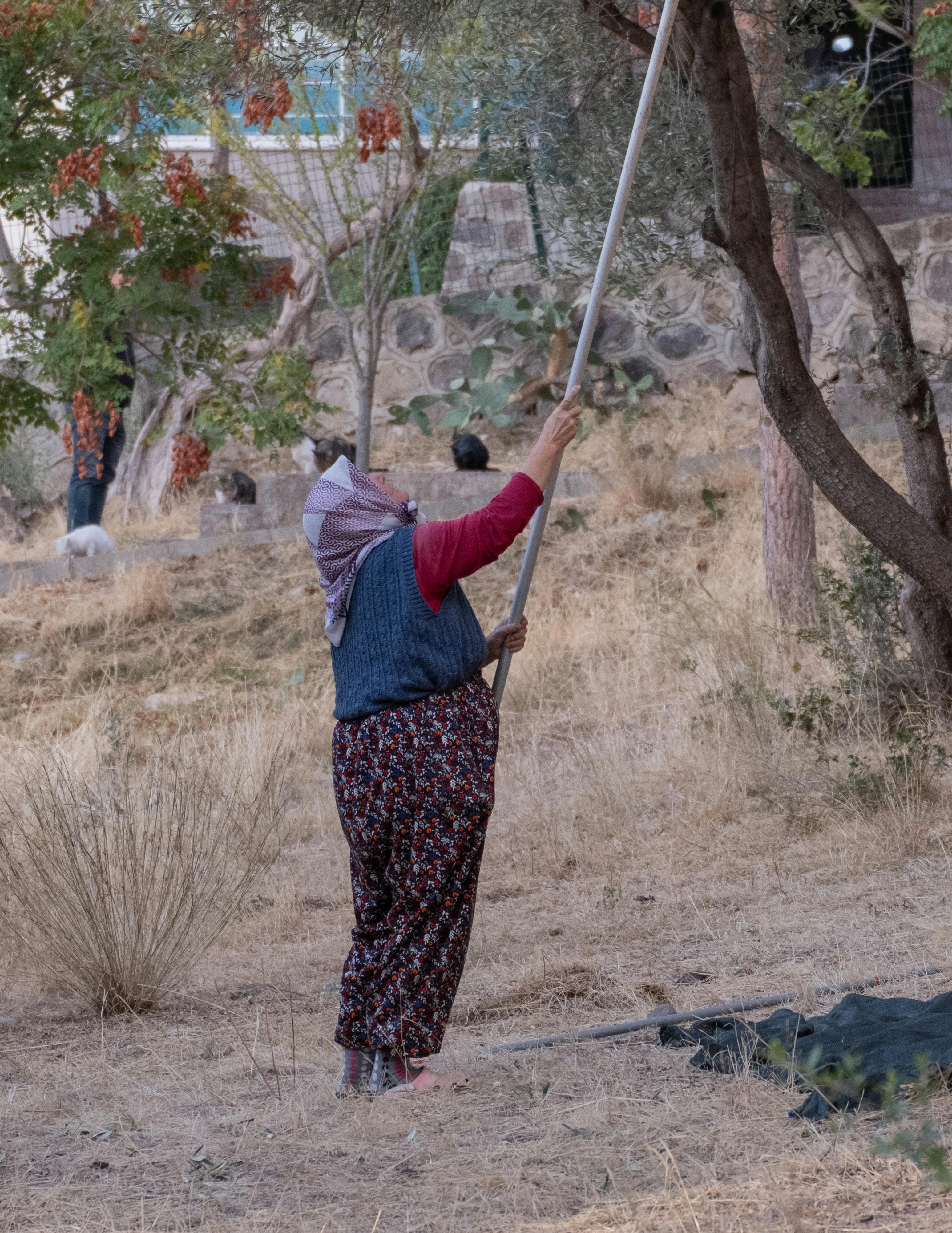 A woman uses a pole to harvest olives from an olive tree in İzmir, Turkey.