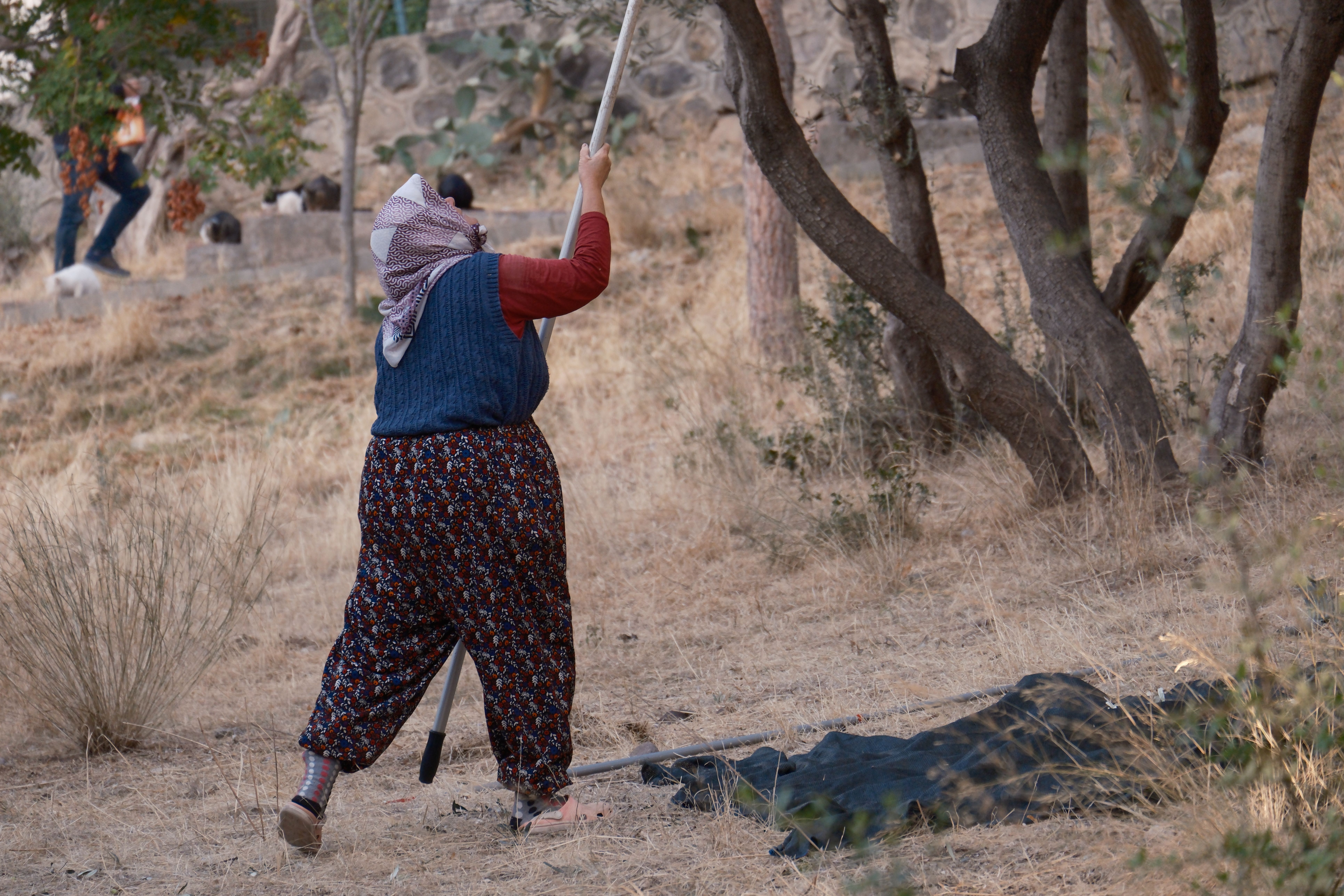 Traditional olive harvesting in İzmir, Türkiye with locals using sticks to gather the crop.