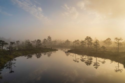 Free Serene foggy sunrise over a mirror-like wetland landscape reflecting sparse trees. Stock Photo