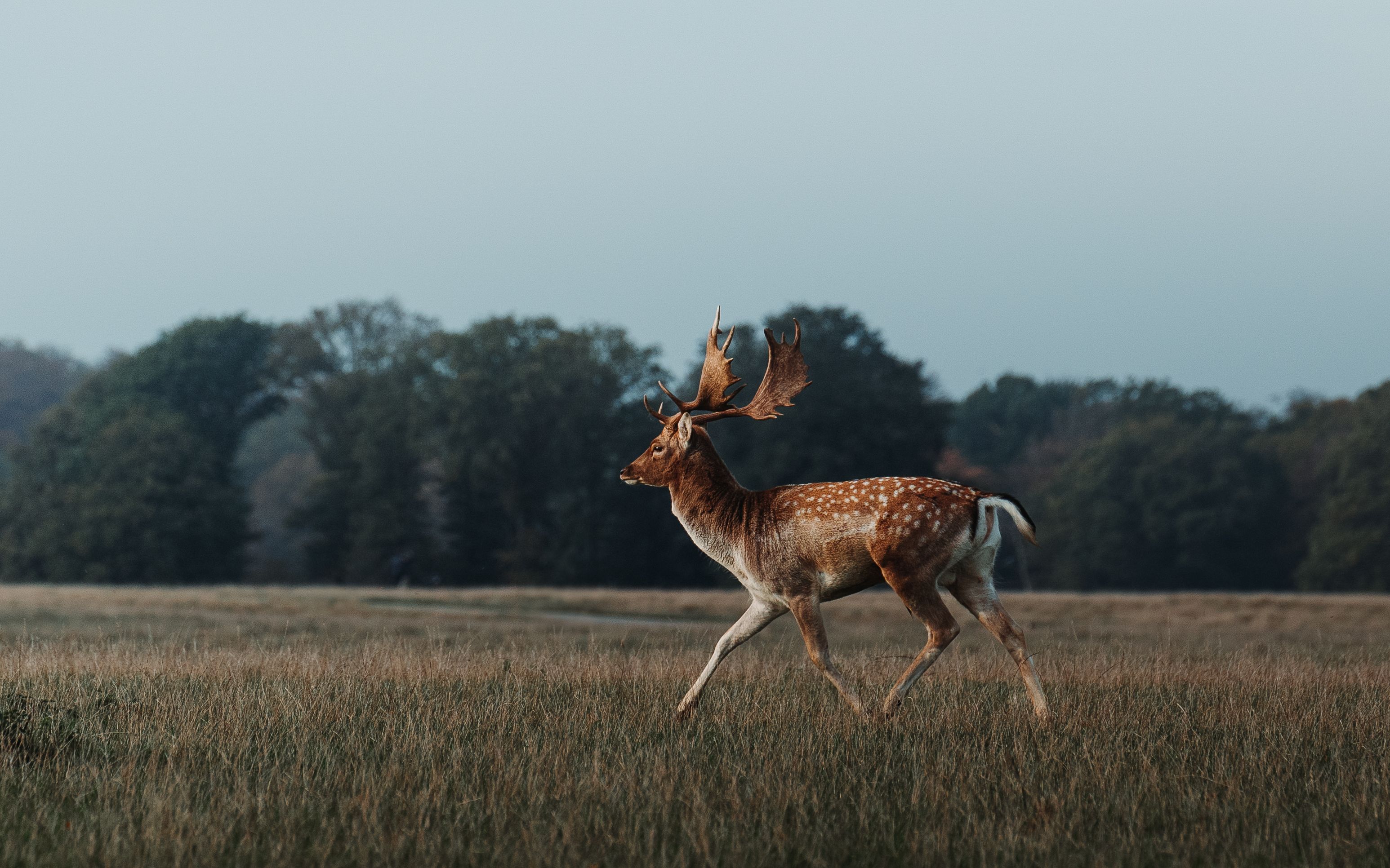 Stunning fallow deer in a tranquil meadow in Klampenborg, Denmark, at dawn.