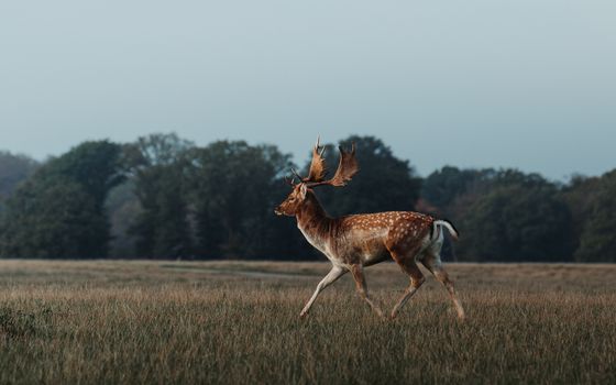 Stunning fallow deer in a tranquil meadow in Klampenborg, Denmark, at dawn.