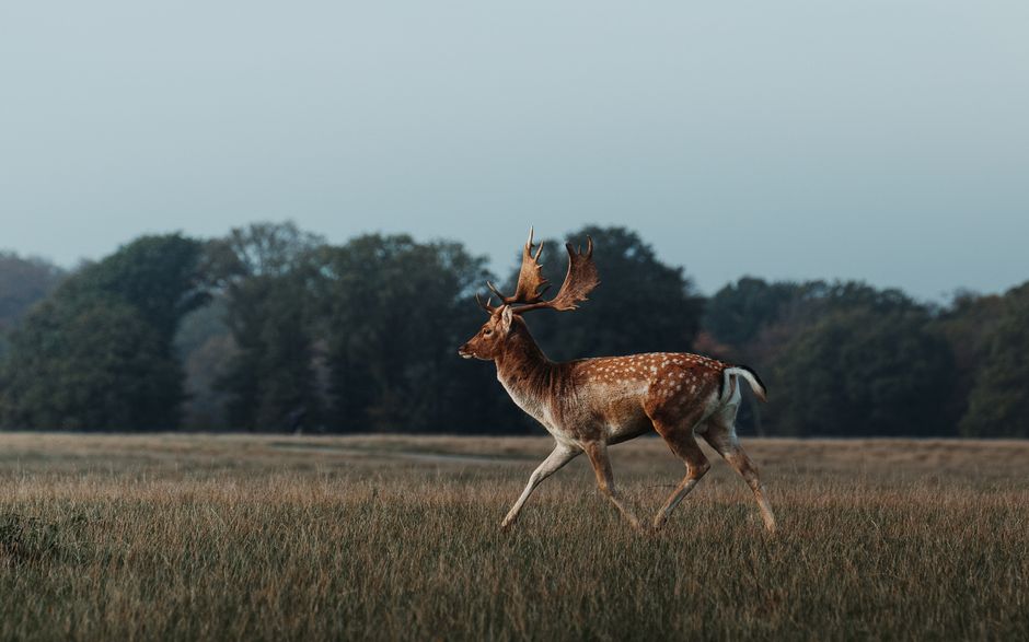 Stunning fallow deer in a tranquil meadow in Klampenborg, Denmark, at dawn.
