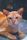 cute cat