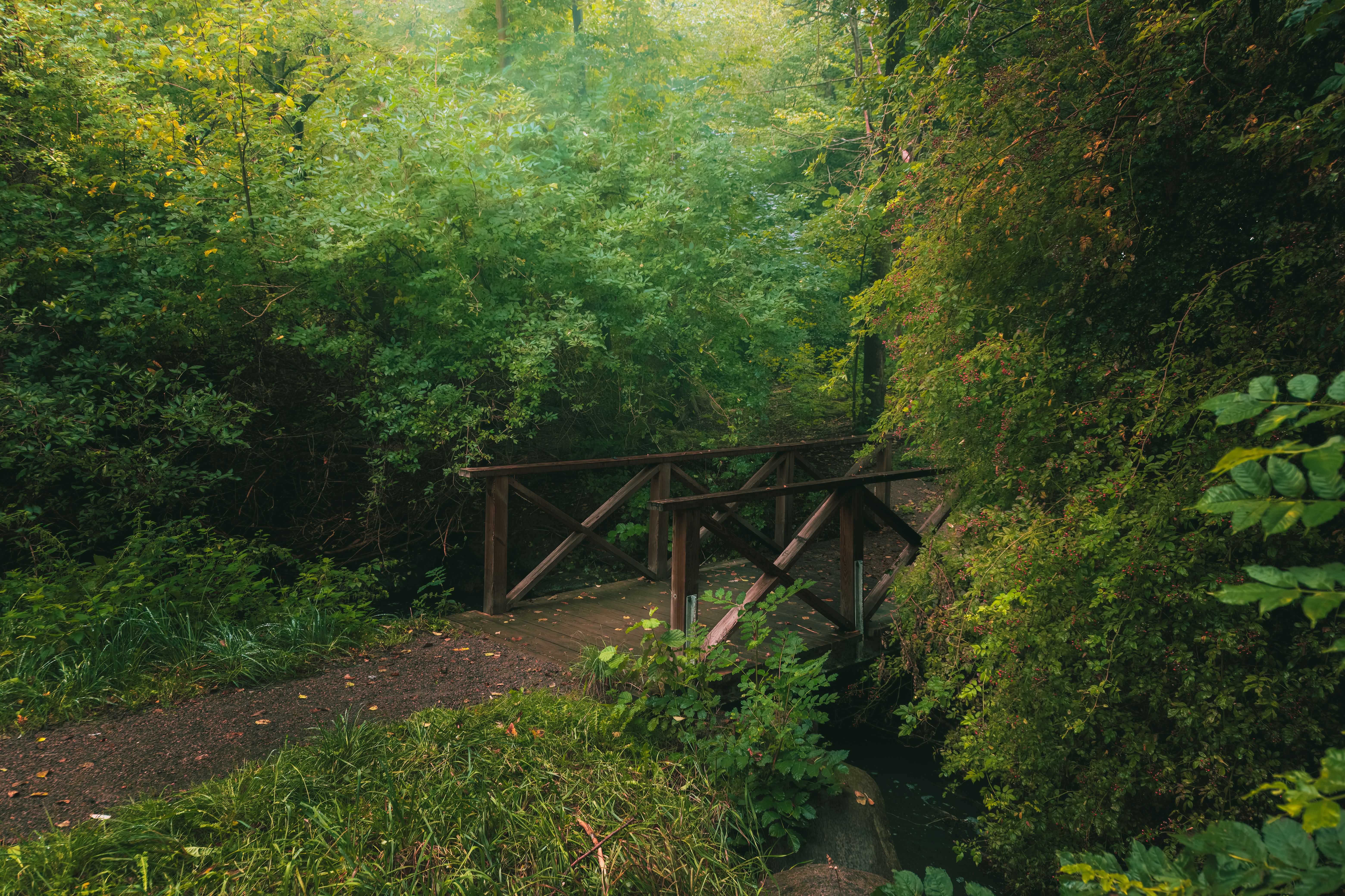 Serene Wooden Bridge in Lush Green Forest · Free Stock Photo