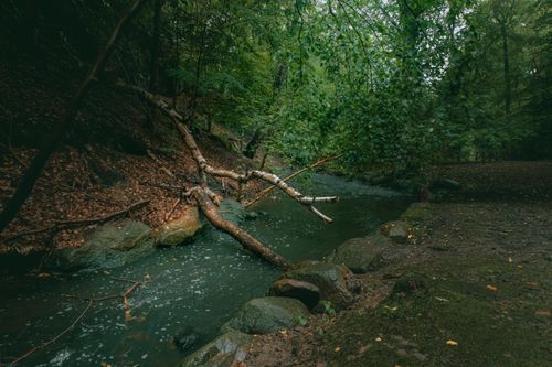 Free A tranquil stream flowing through a lush green forest with fallen leaves and branches. Stock Photo