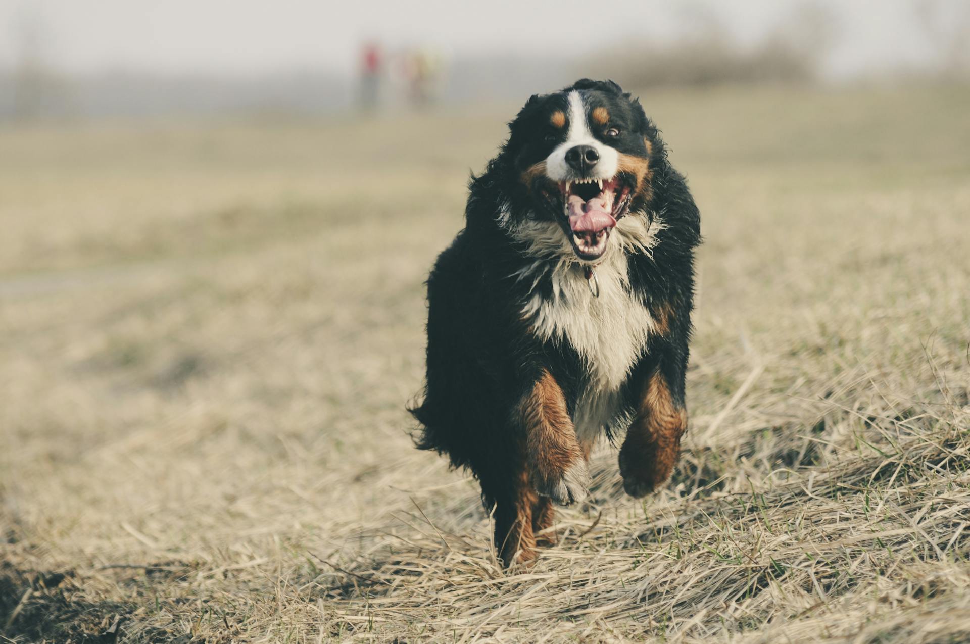 Bernerbergshund som springer på gräsfältet