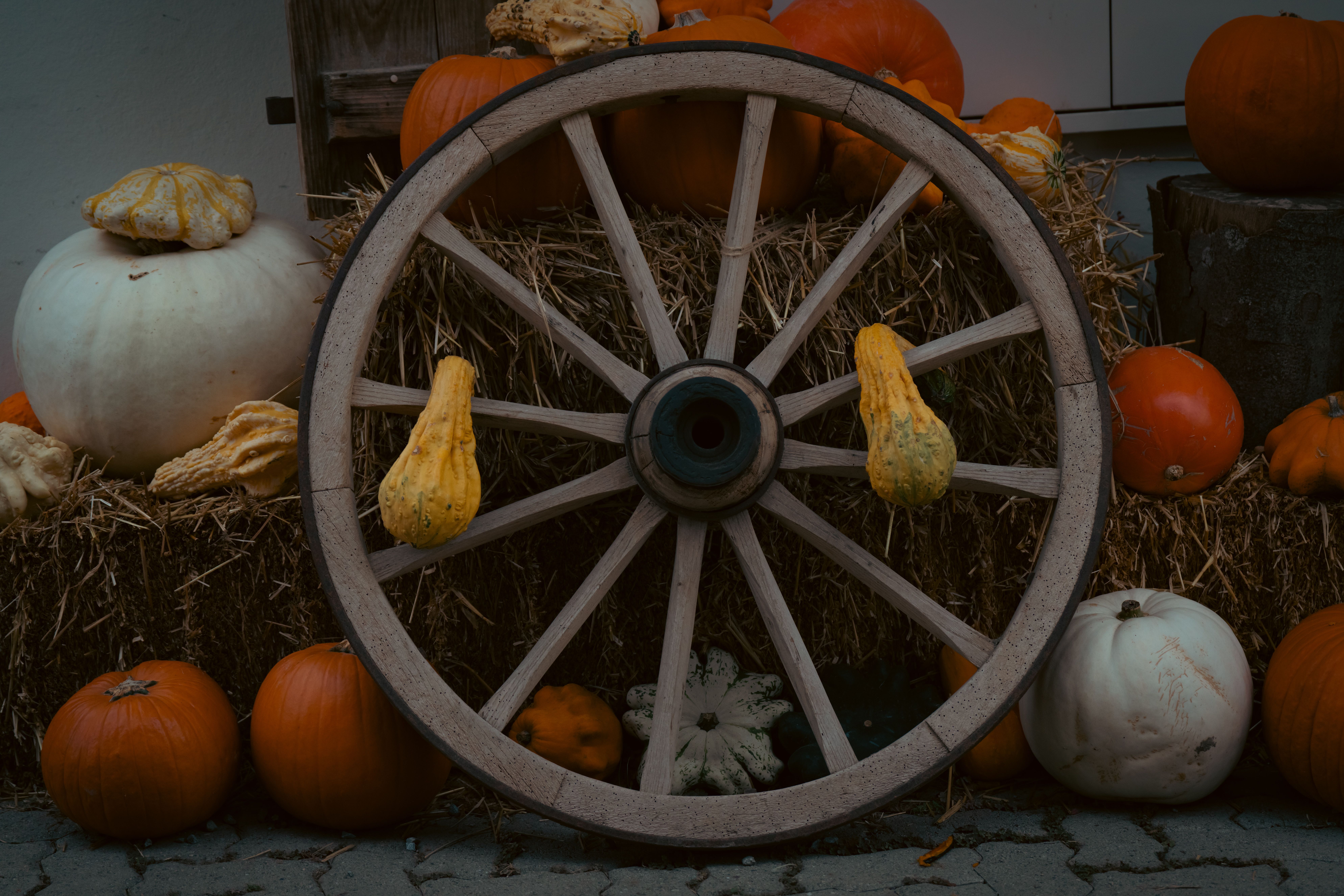 MOGS holds ‘Wheel of Wellness’ camp for women healthcare workers — Photo by Sergio Zhukov on Pexels