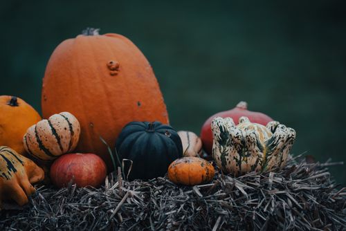 Free A collection of assorted pumpkins and gourds on hay, perfect for fall seasonal decor. Stock Photo