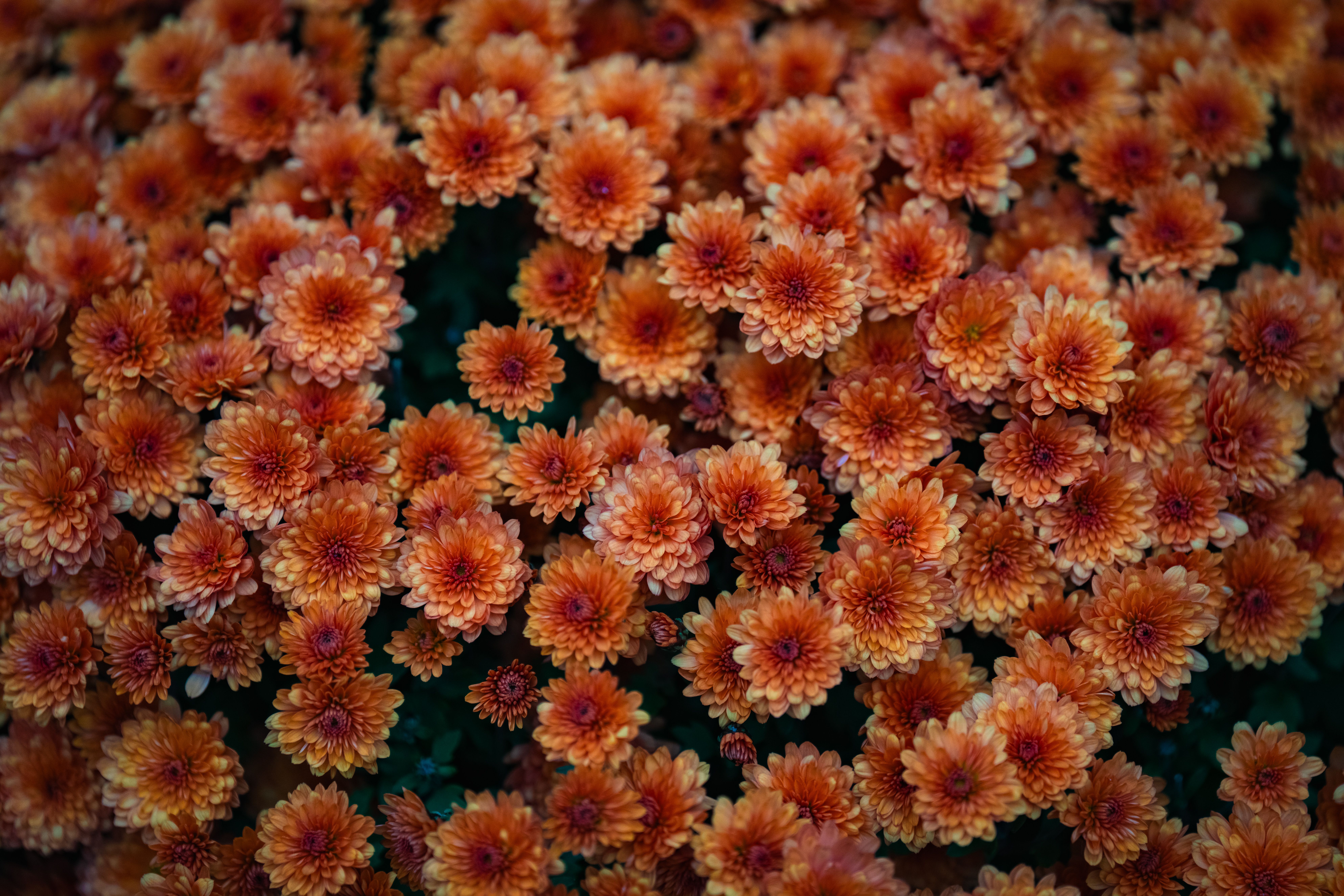 Slaapkamer met romantische bloemgordijnen en herfstdecor.