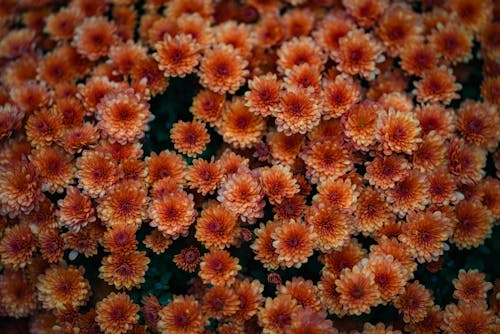 Top Blooming Perennials to Brighten a Fall Garden