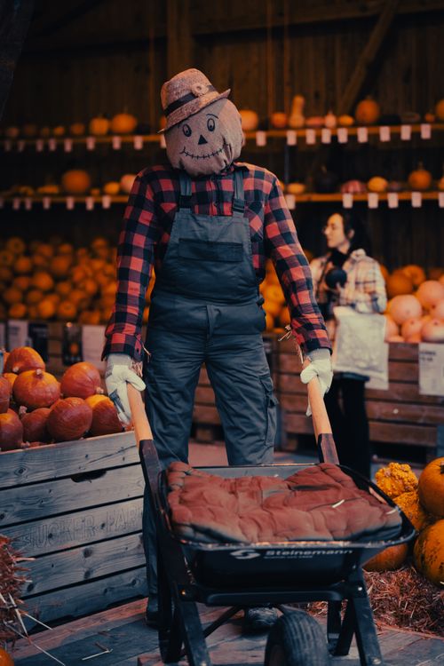Free A whimsical scarecrow amidst pumpkins in a rustic setting. Stock Photo