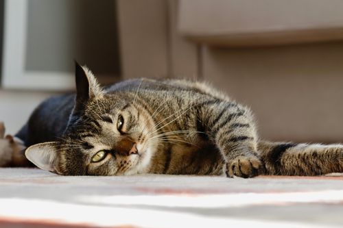 Free A tabby cat relaxing indoors, basking in the warm sunlight on a carpet. Stock Photo