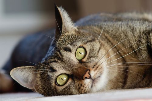Free A close-up of a tabby cat lying down with vivid green eyes. Stock Photo