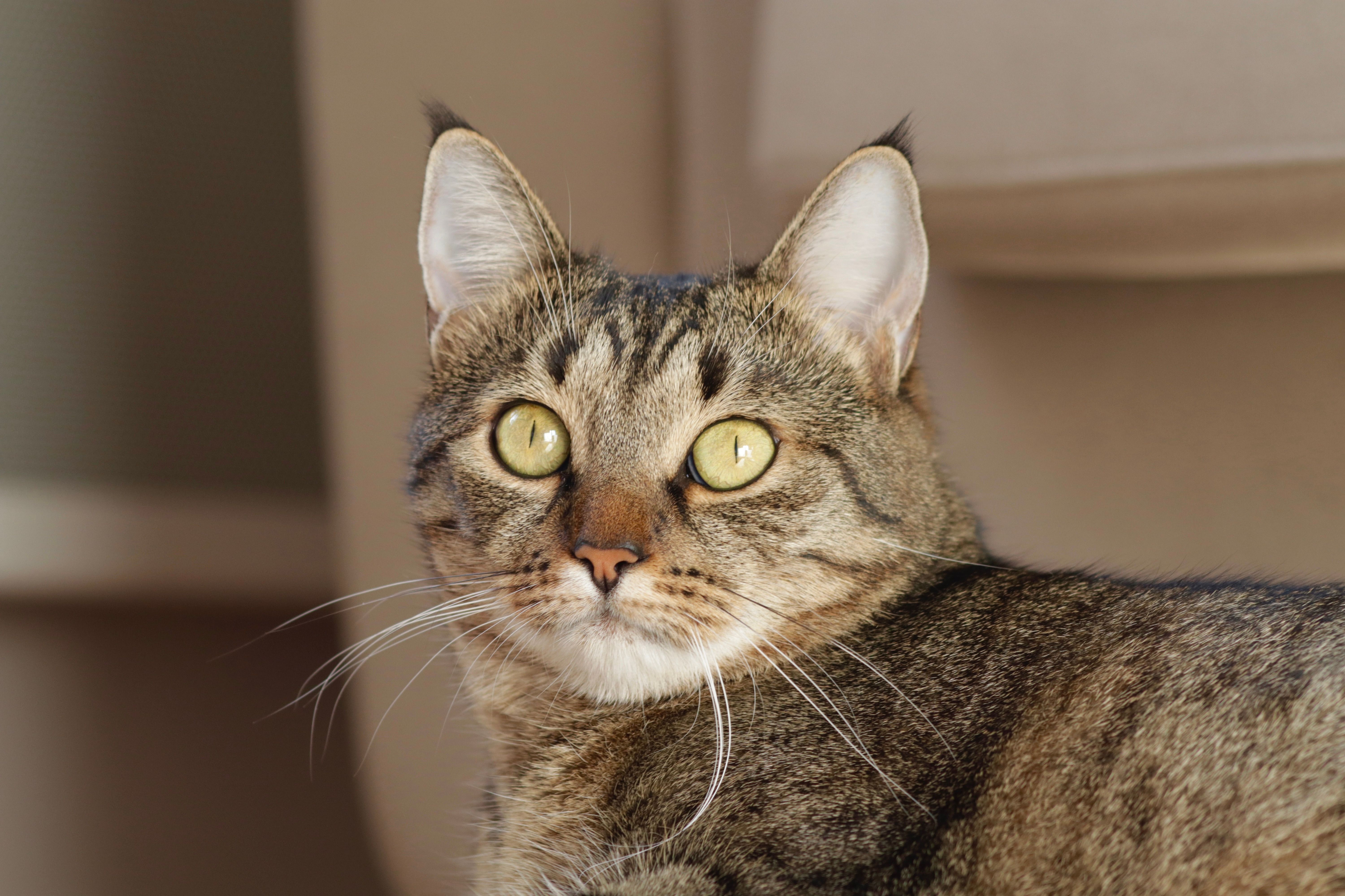Close up portrait of a tabby cat indoors · Free Stock Photo