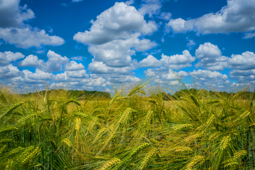 Free Lush barley field in England with a vivid blue sky and fluffy clouds, perfect for nature and agriculture themes. Stock Photo