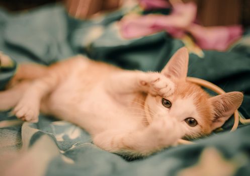 cat photo