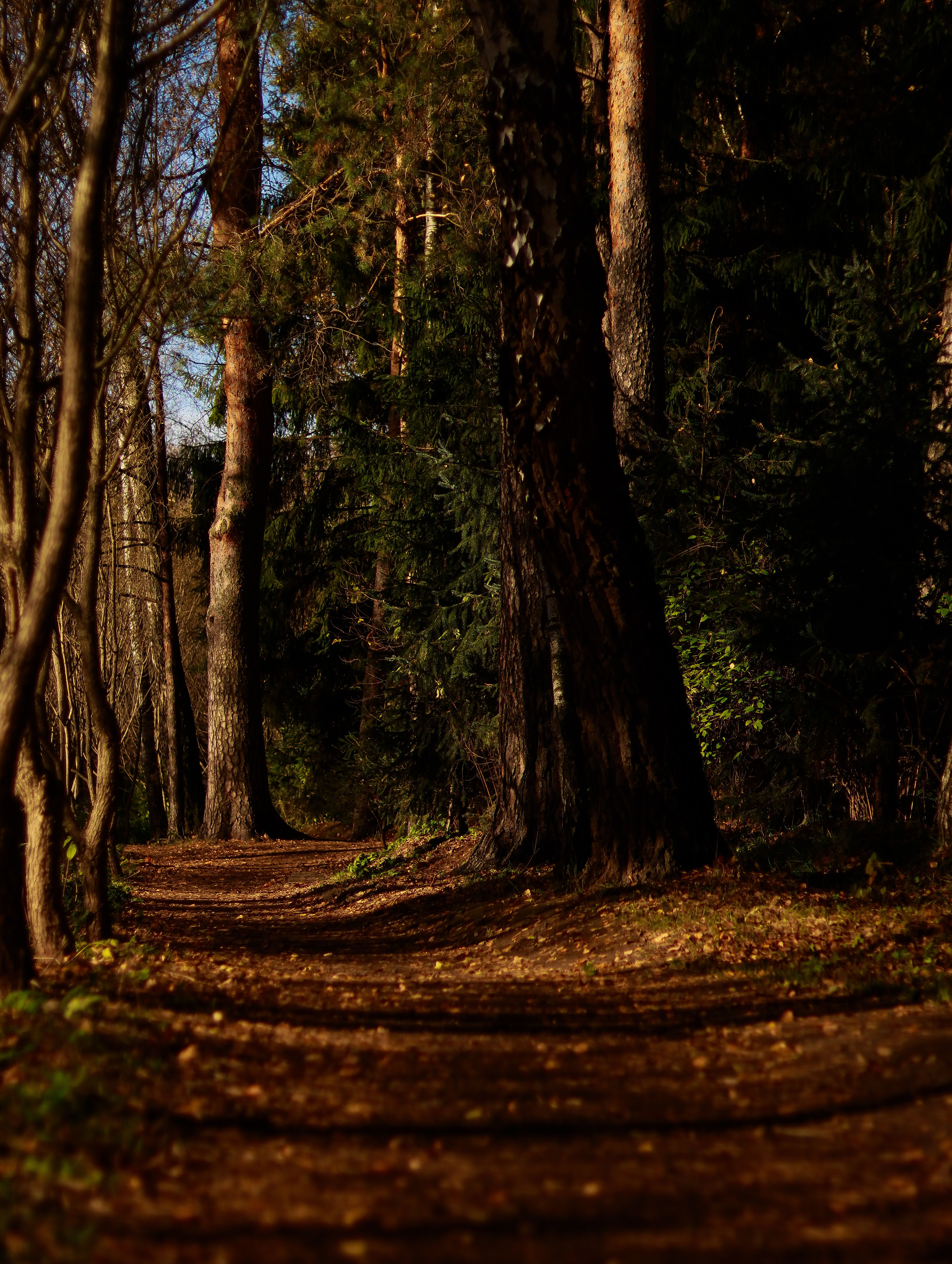 Serene Forest Path in Autumn Light · Free Stock Photo