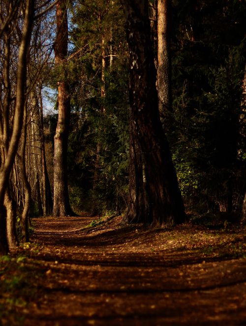Free A peaceful forest path surrounded by tall trees in dappled autumn light. Stock Photo