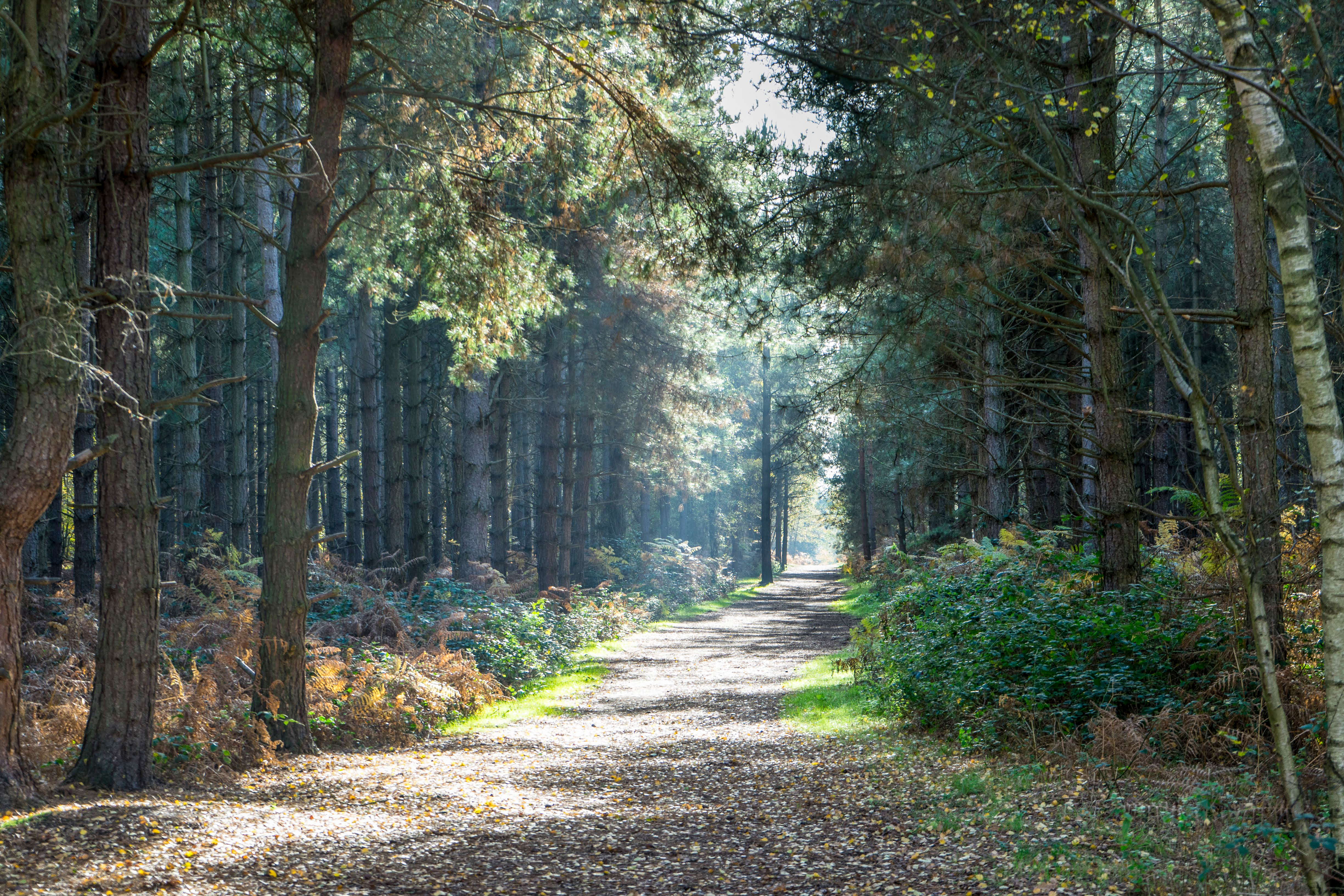 Sunlit autumn forest path in Rendlesham, England, evokes peace and nature's beauty.