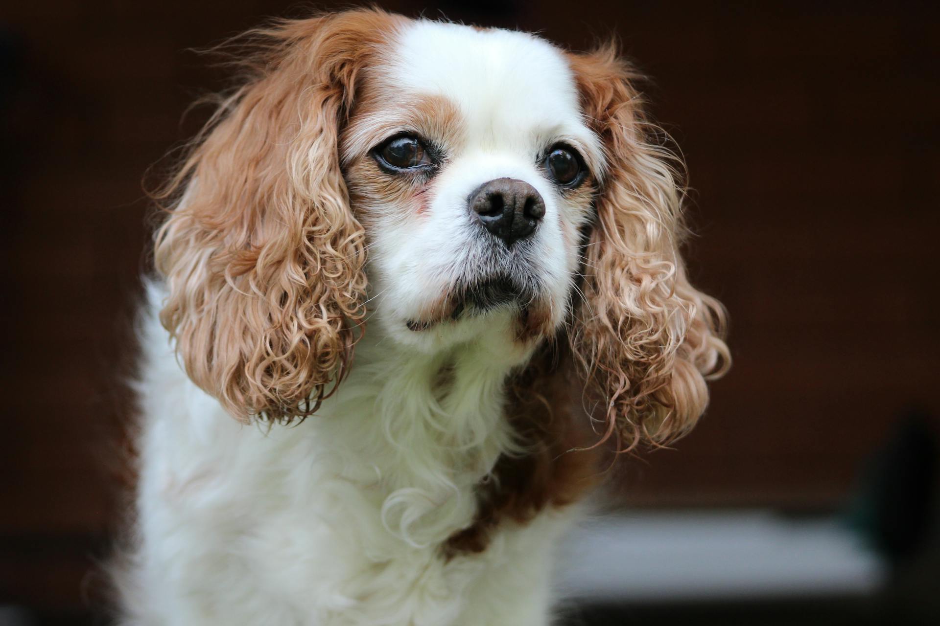 Närbilder av Blenheim Cavalier King Charles Spaniel